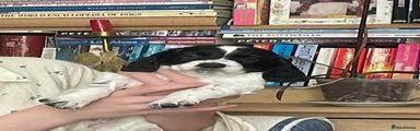 Sprocker 2