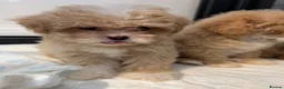 Maltipoo dogs for sale: 💙Maltipoo F1💜 - Advert 7