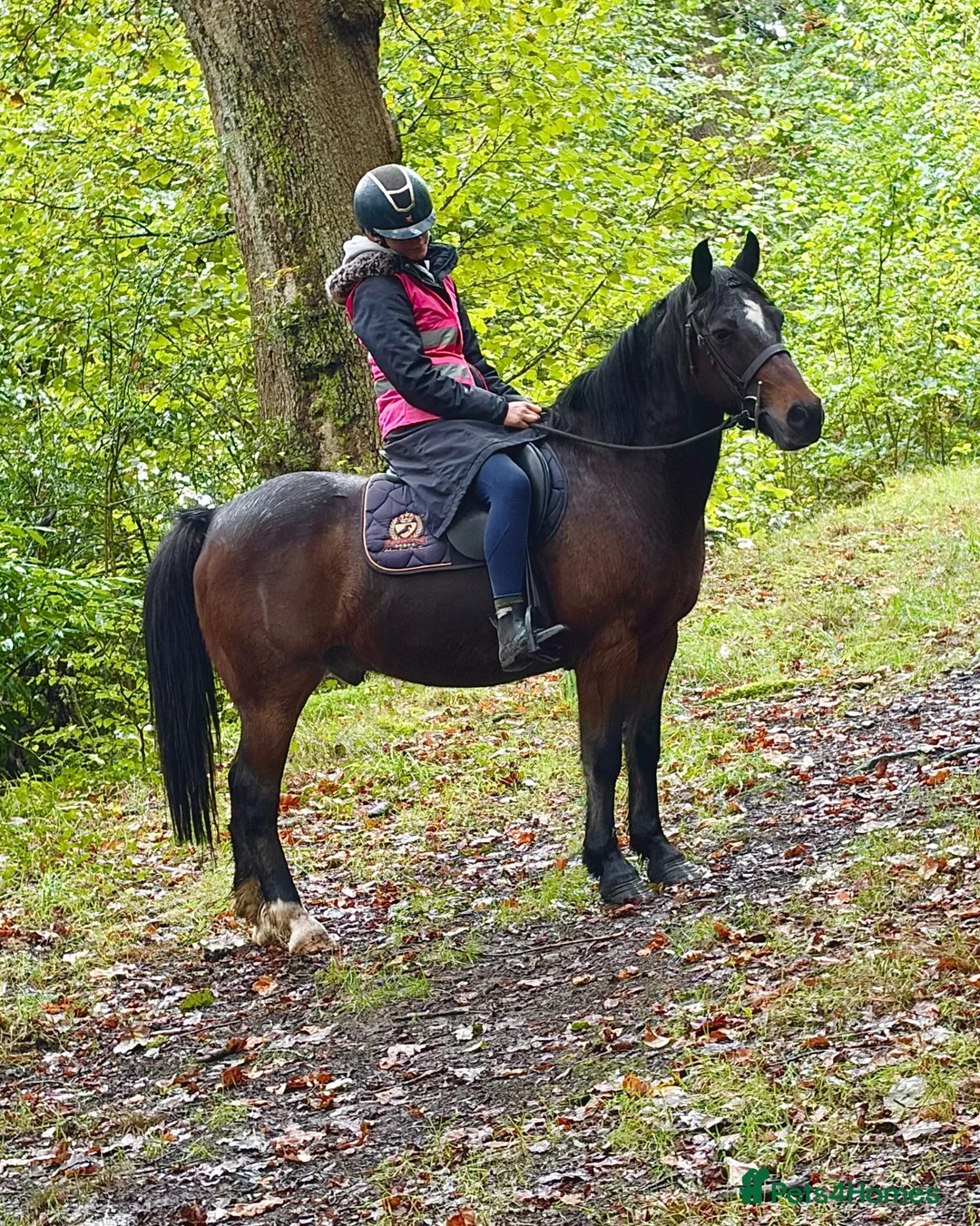 Irish Cob horses for sale: 13.2 mothers dream all rounder  - Advert 2