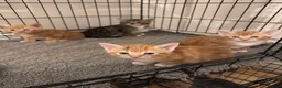 American Shorthair cats for sale: Beautiful Rare GingerKittens Alonghair X BSH cross - Advert 11