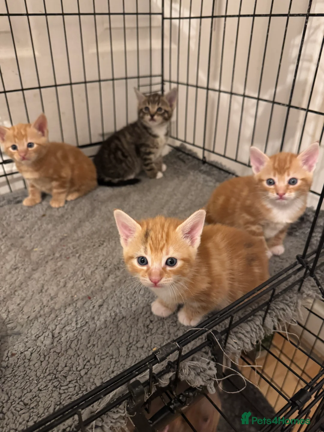 American Shorthair cats for sale: Beautiful Rare GingerKittens Alonghair X BSH cross - Advert 11