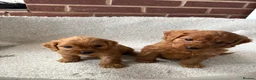 Cockapoo dogs for sale: F1 Cockapoo Puppies - Advert 5
