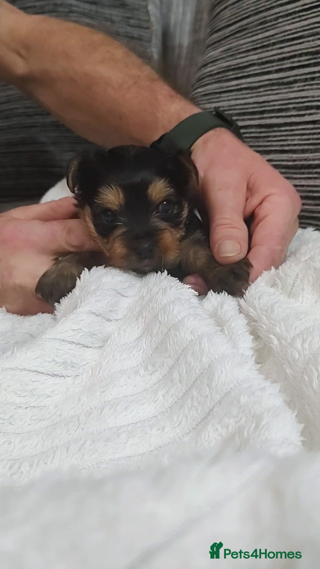 Yorkshire Terrier dogs for sale: Adorable Mini Yorkshire Terrier Puppies - Advert 13