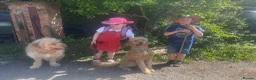 Goldendoodle dogs for sale: Beautiful 4-Year-Old Goldendoodle - Advert 4