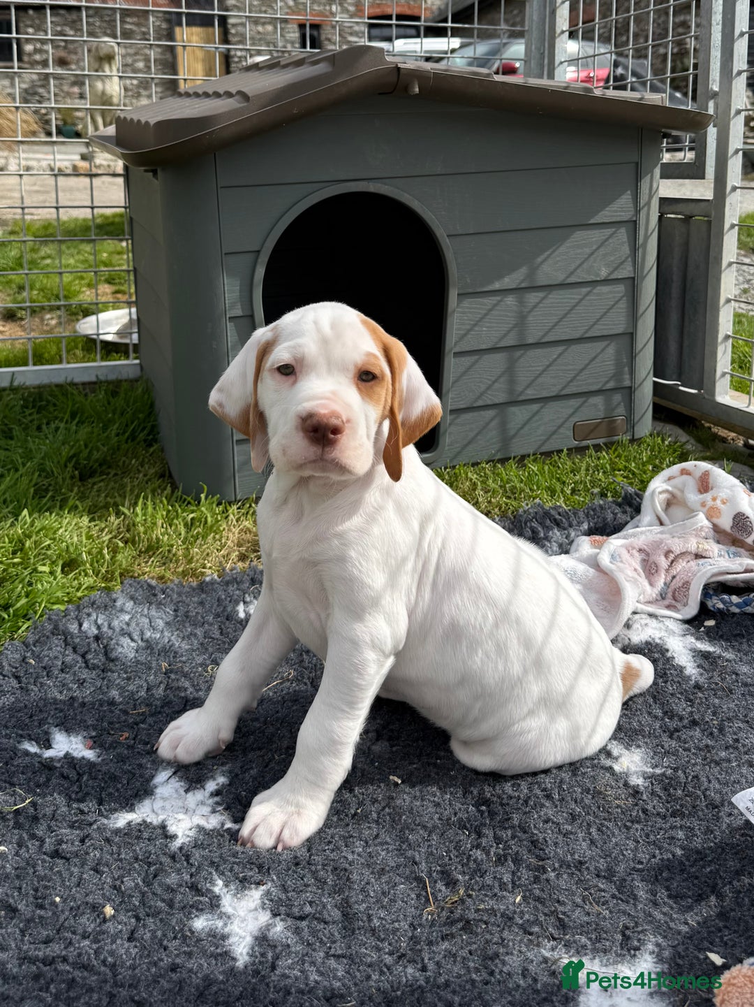 Braque du Bourbonnais dogs for sale: Braque du Bourbonnais Puppies - Image 5