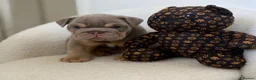 English Bulldog dogs for sale: Stunning English Bulldog Puppies 💖 - Advert 9