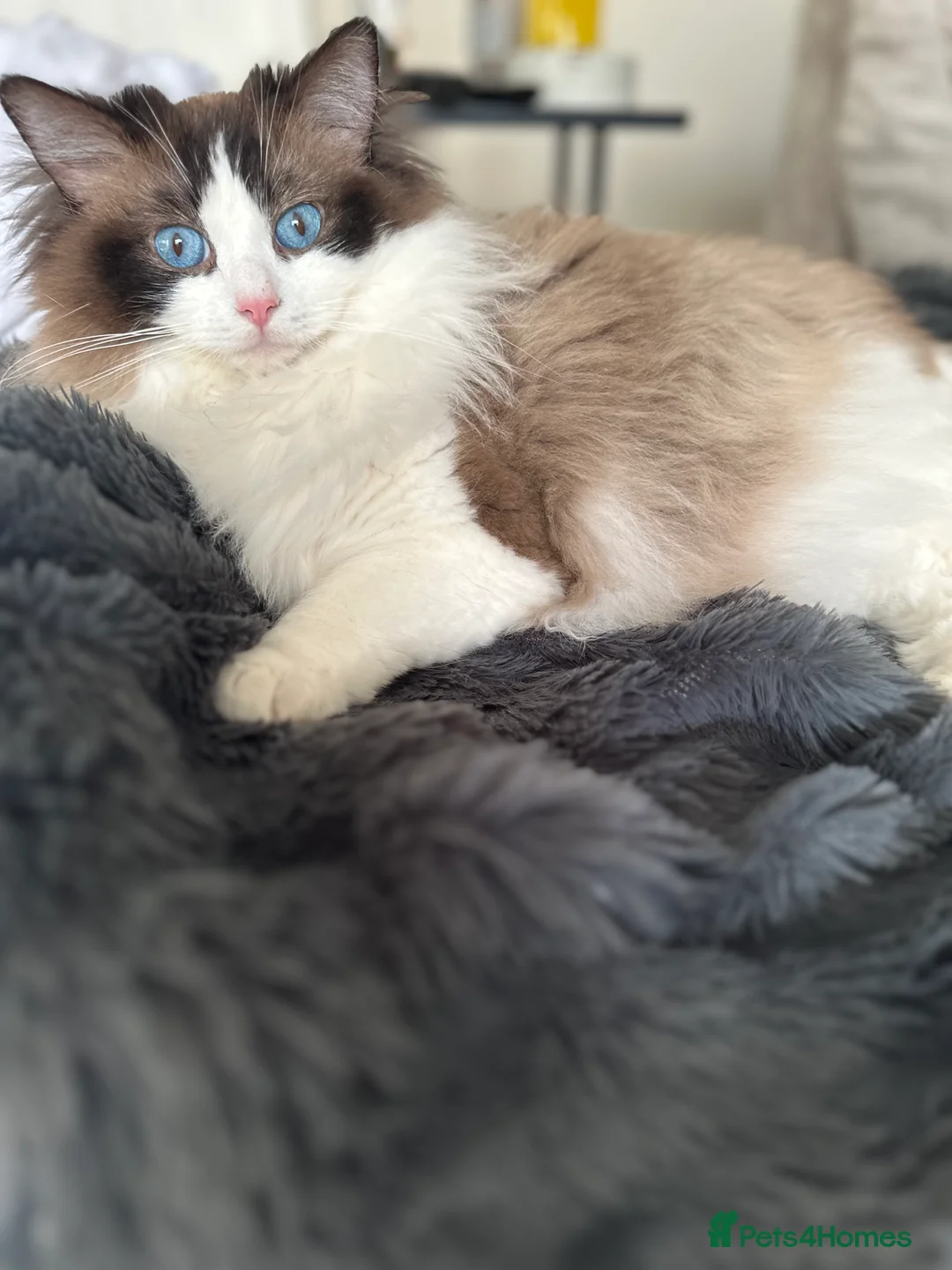 Ragdoll cats for sale: 🎀GCCF bi/point champion sired ragdolls 🎀 - Advert 2