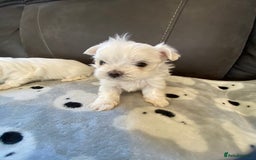 Maltese dogs for sale: Beautiful Maltese Puppies  - Image 9
