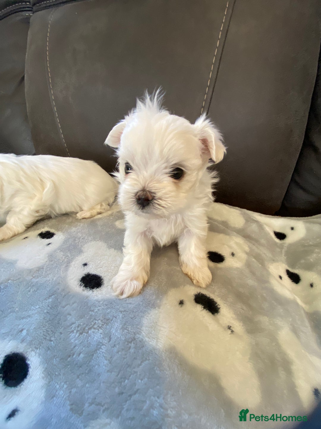 Maltese dogs for sale: Beautiful Maltese Puppies  - Image 9