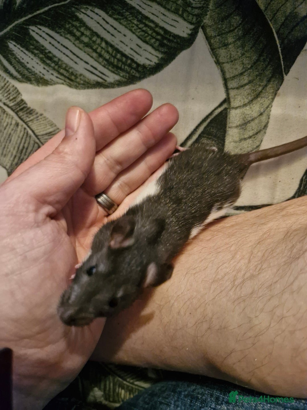 Rat rodents for sale: 6 beautiful Female Rats - Image 6