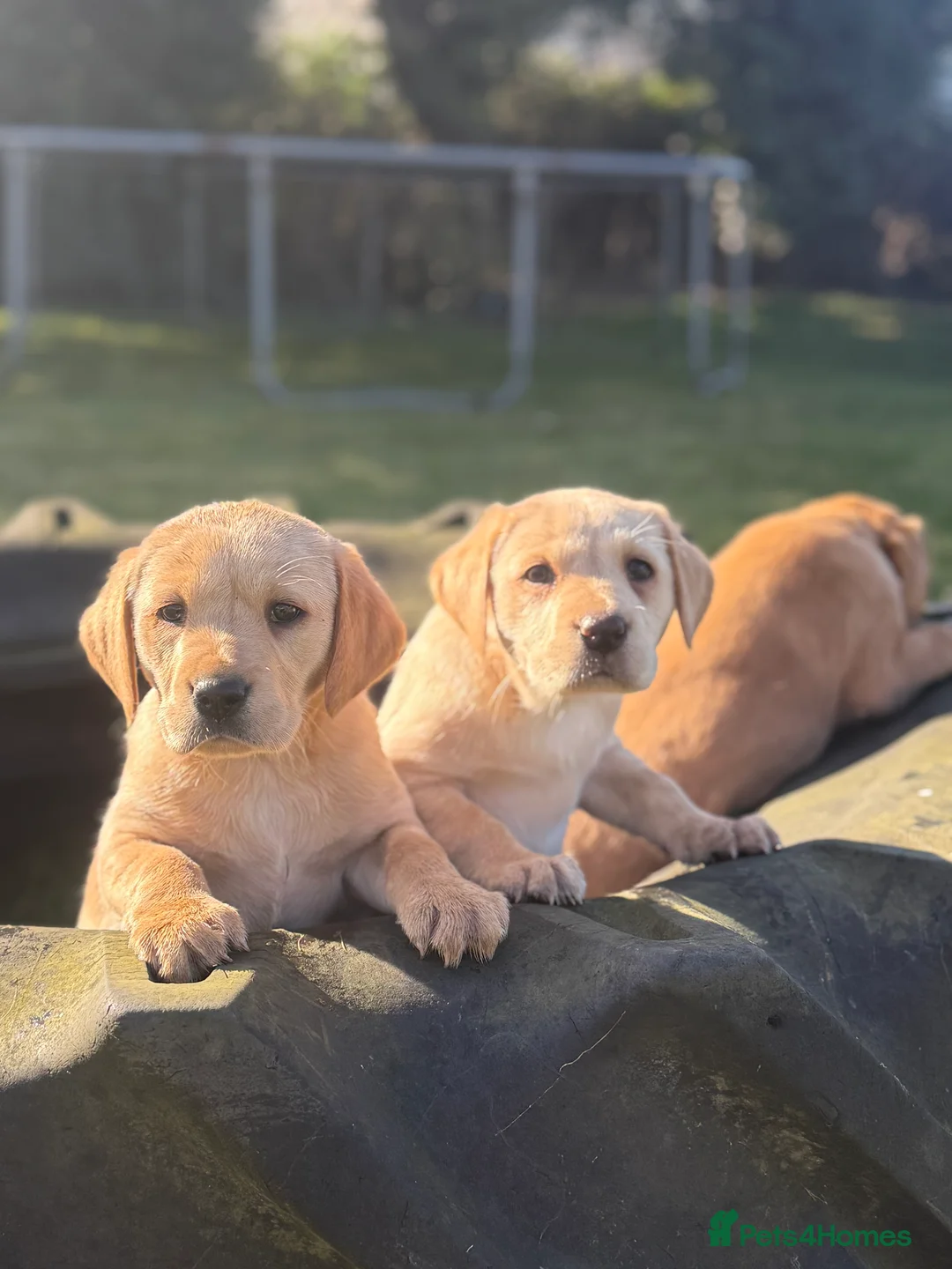Labrador Retriever dogs for sale: Ftch kc reg labrador puppies  - Advert 10