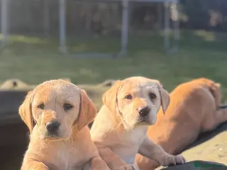 Labrador Retriever dogs Ftch kc reg labrador puppies - Advert 1