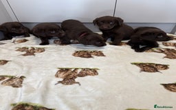Labrador Retriever dogs for sale: Chunky chocolate labradors  - Image 2