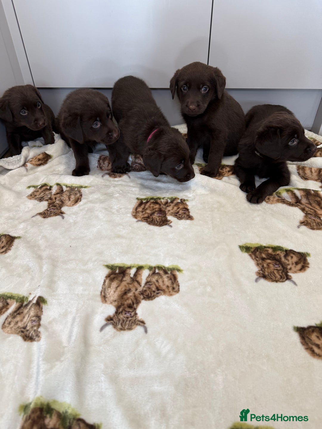 Labrador Retriever dogs for sale: Chunky chocolate labradors  - Image 2