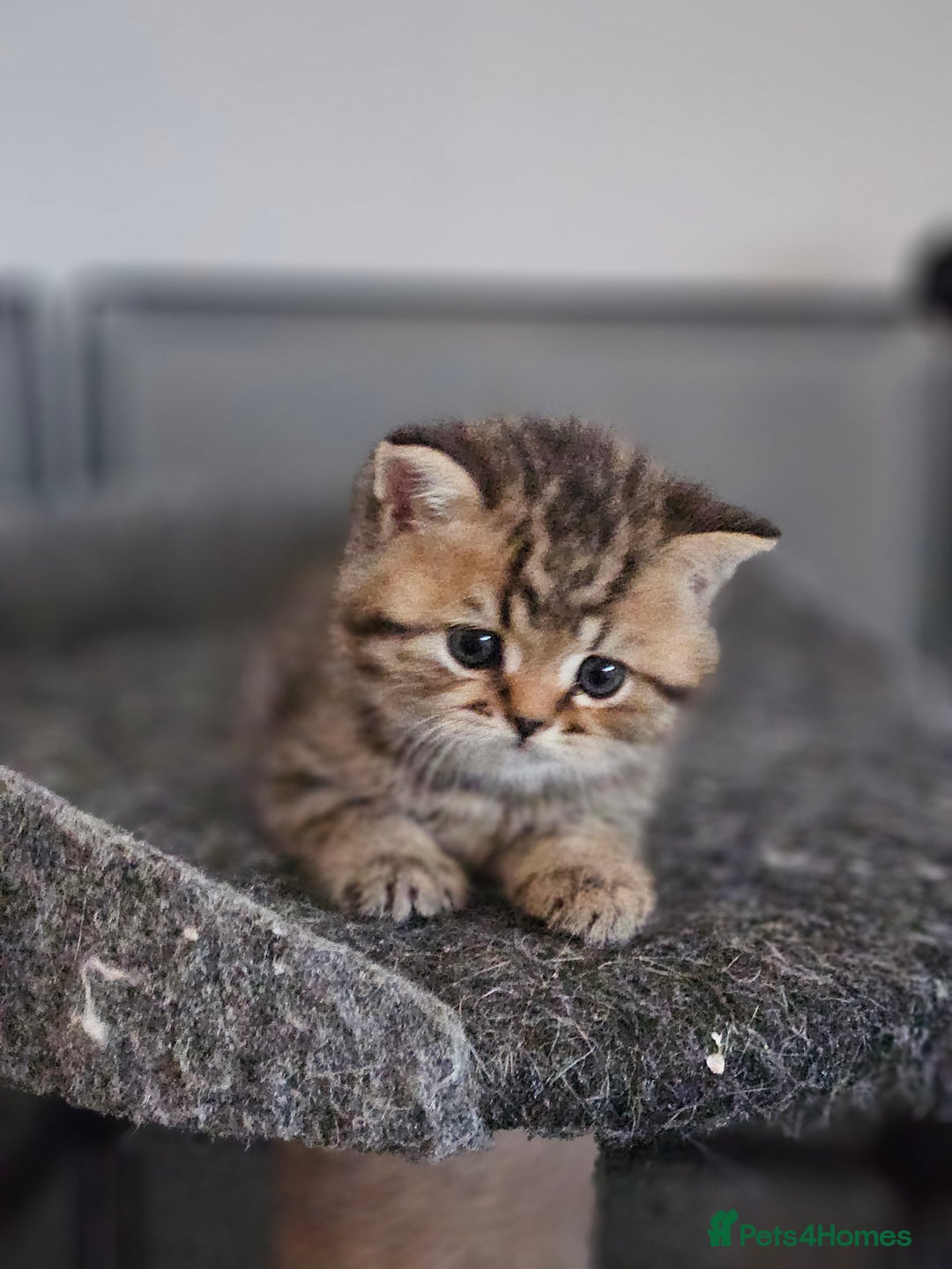 British Shorthair cats for sale: Rare GCCF Registered British Shorthair Kittens  - Image 5