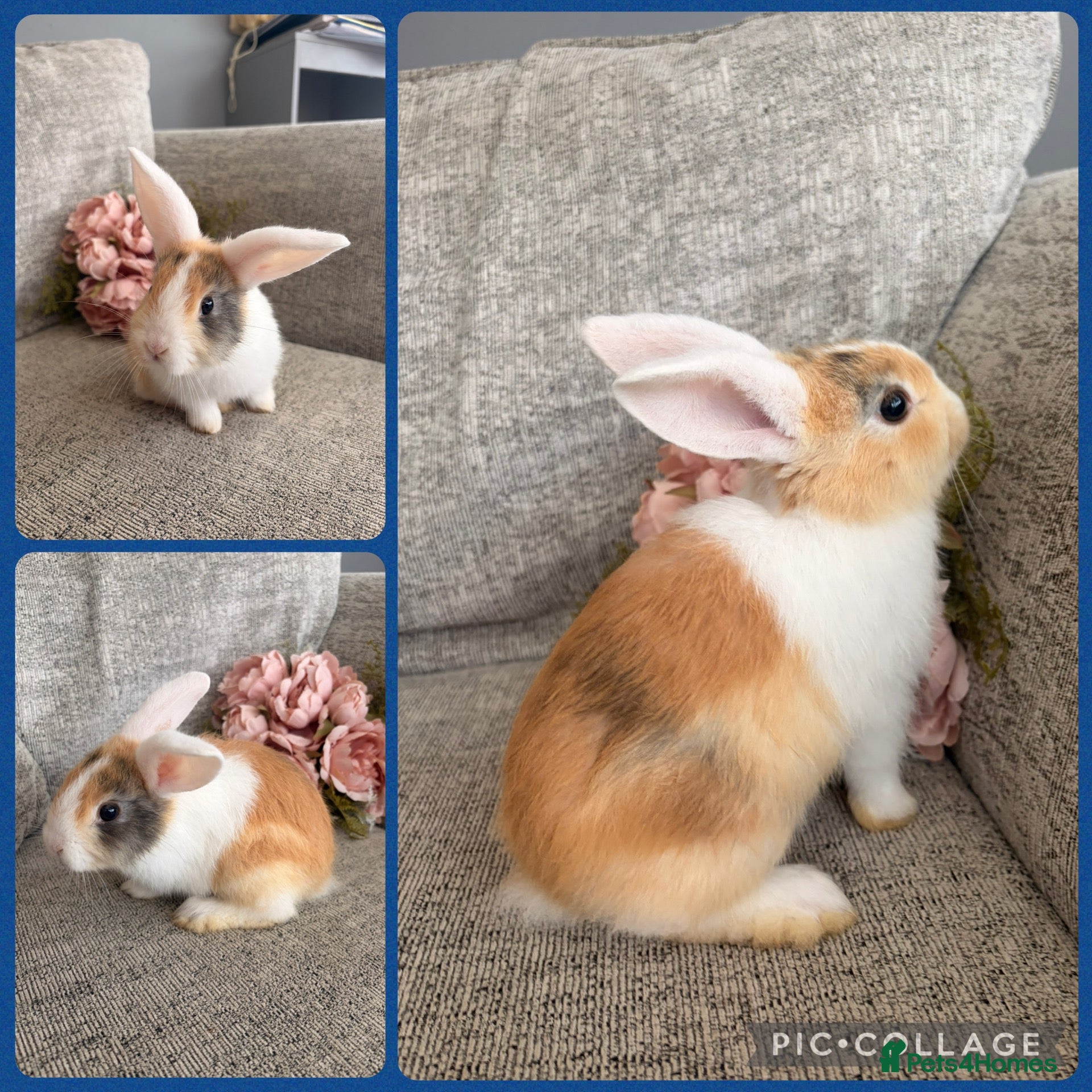 Mini Lop rabbits Mixed litter of adorable mini lops - Advert 2