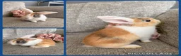 Mini Lop rabbits for sale: Mixed litter of adorable mini lops - Advert 2