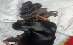 Miniature Dachshund dogs for sale: Dachshund puppies  - Image 9