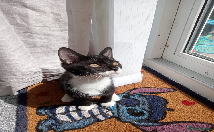 Mixed Breed cats in Brierley Hill - Advert 17