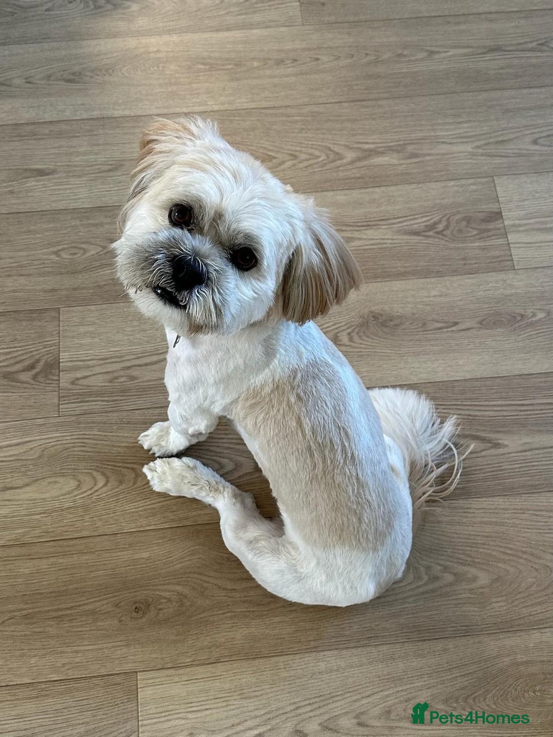 Lhasa Apso dogs for stud: Stud Available – Milo the Lhasa Apso - Image 4