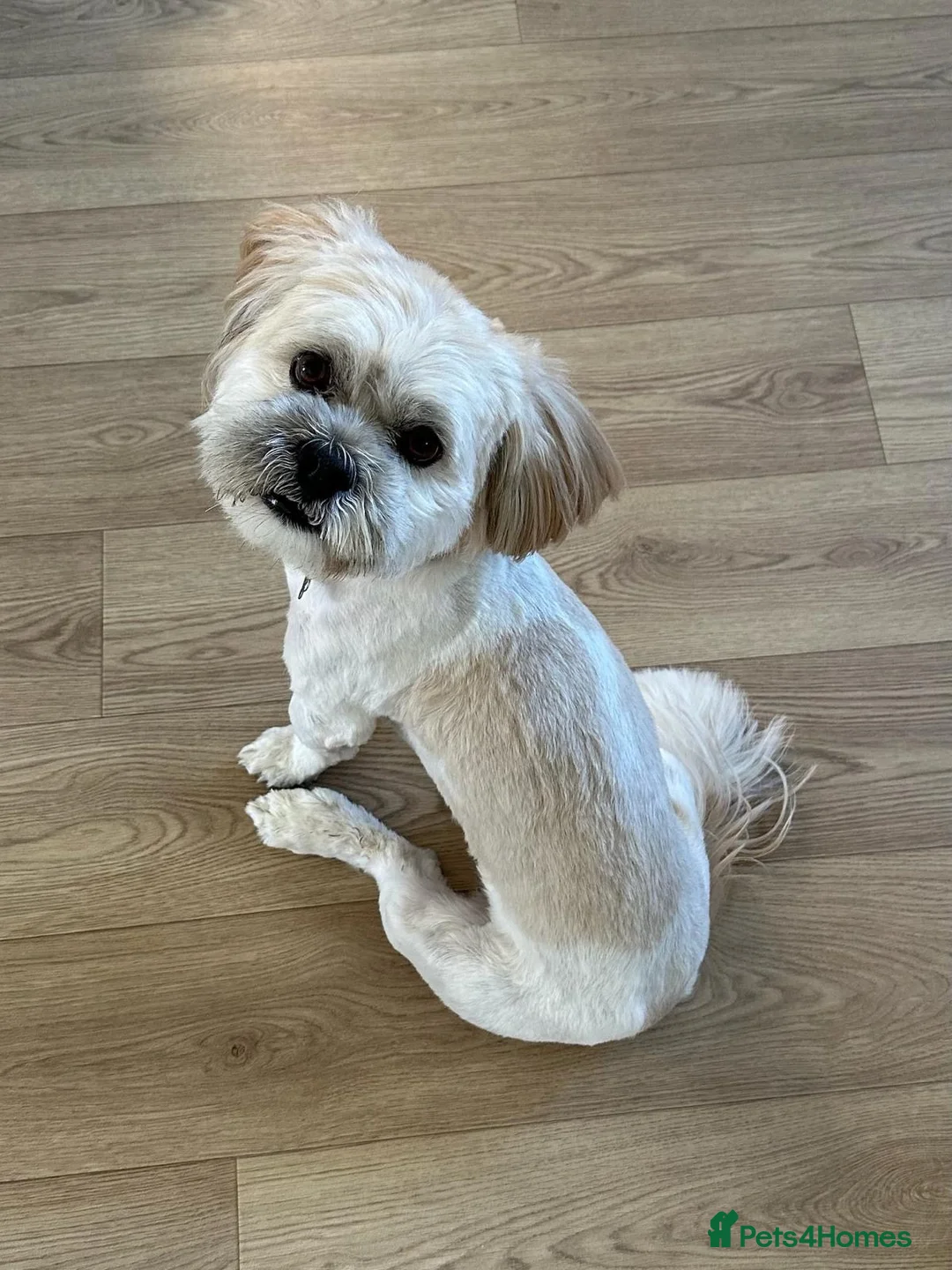 Lhasa Apso dogs for stud: Stud Available – Milo the Lhasa Apso - Advert 4