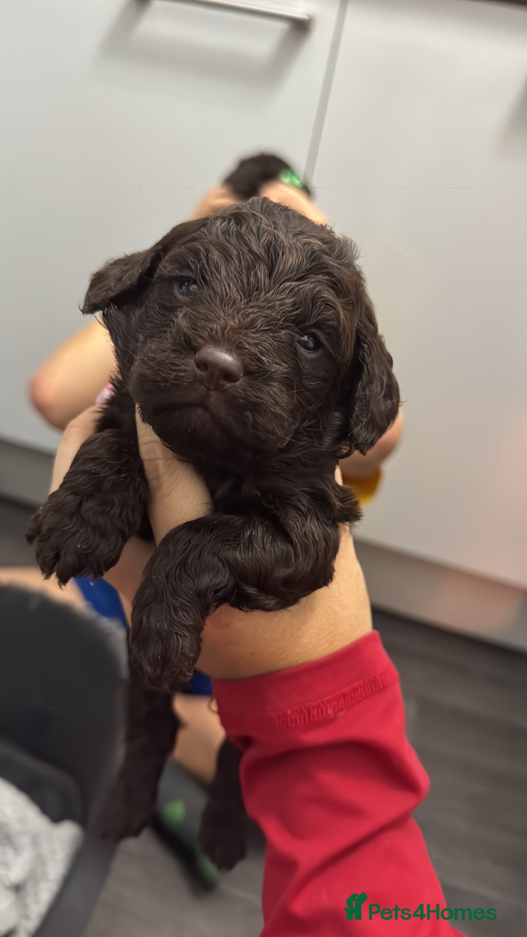 Cockapoo dogs for sale: Cockerpoos  - Image 15