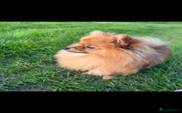 Pomeranian dogs for sale: Girl 2.5 years old  - Image 3