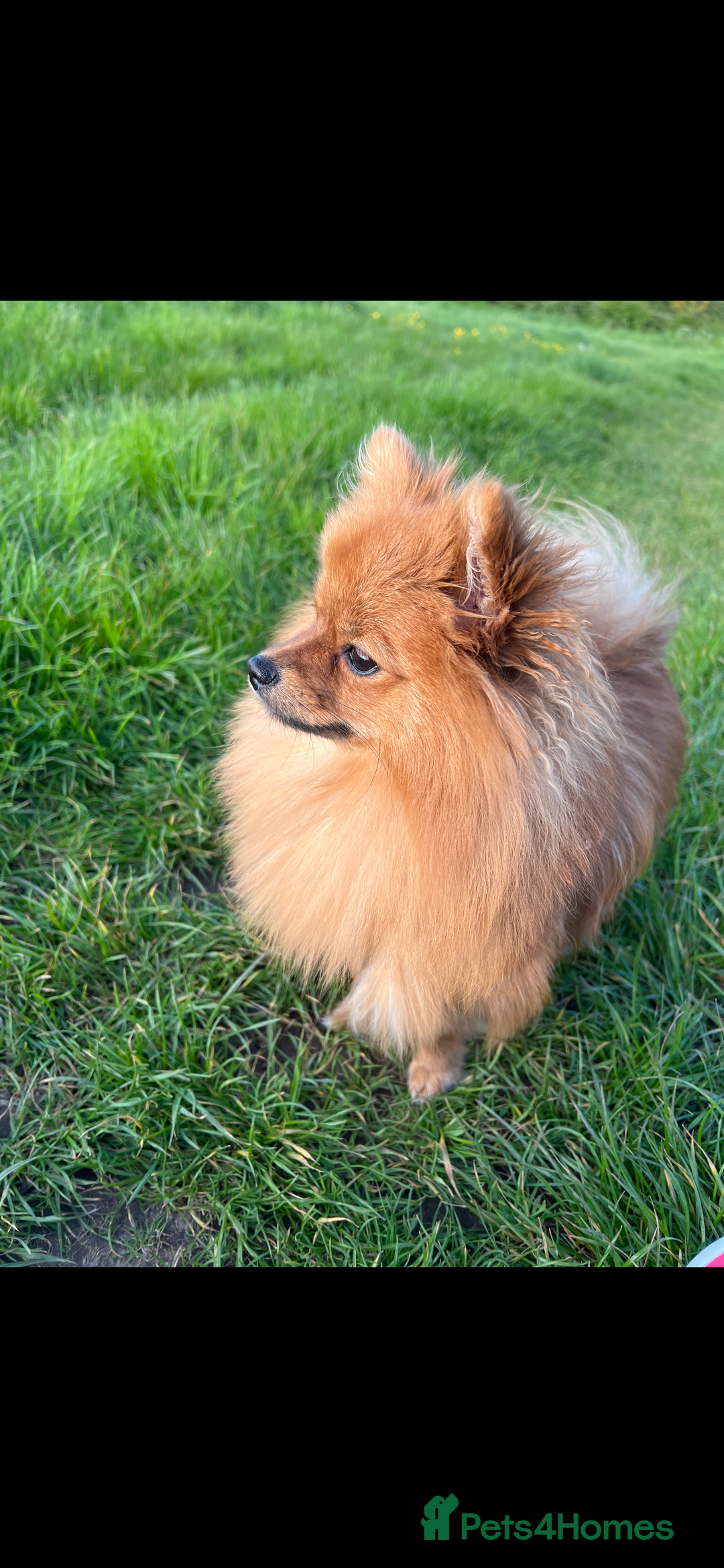 Pomeranian dogs for sale: Girl 2.5 years old  - Image 3