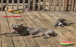 Staffordshire Bull Terrier dogs for sale: Gorgeous girl Blue and white staffy  - Image 5
