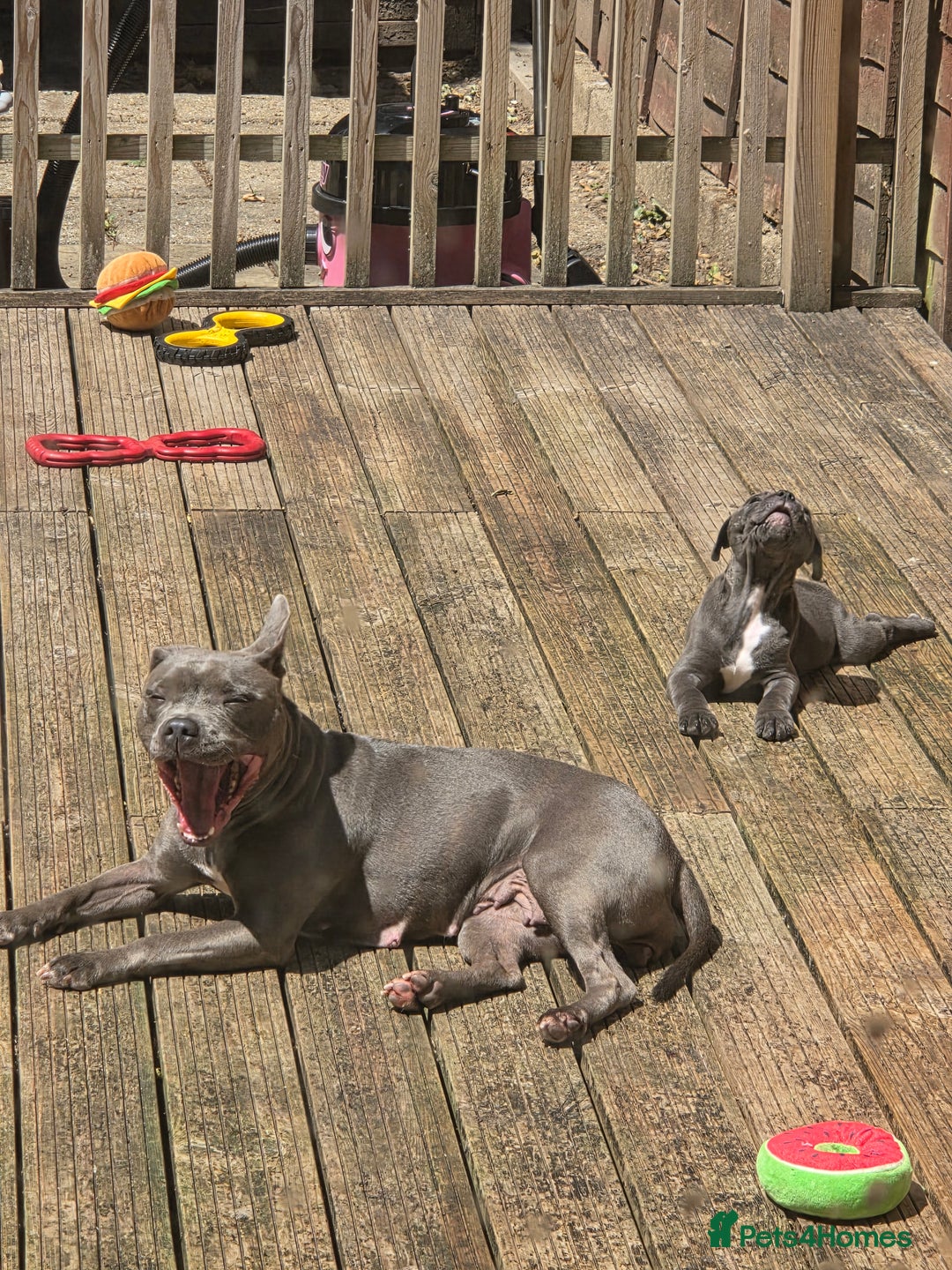 Staffordshire Bull Terrier dogs for sale: Gorgeous girl Blue and white staffy  - Image 5