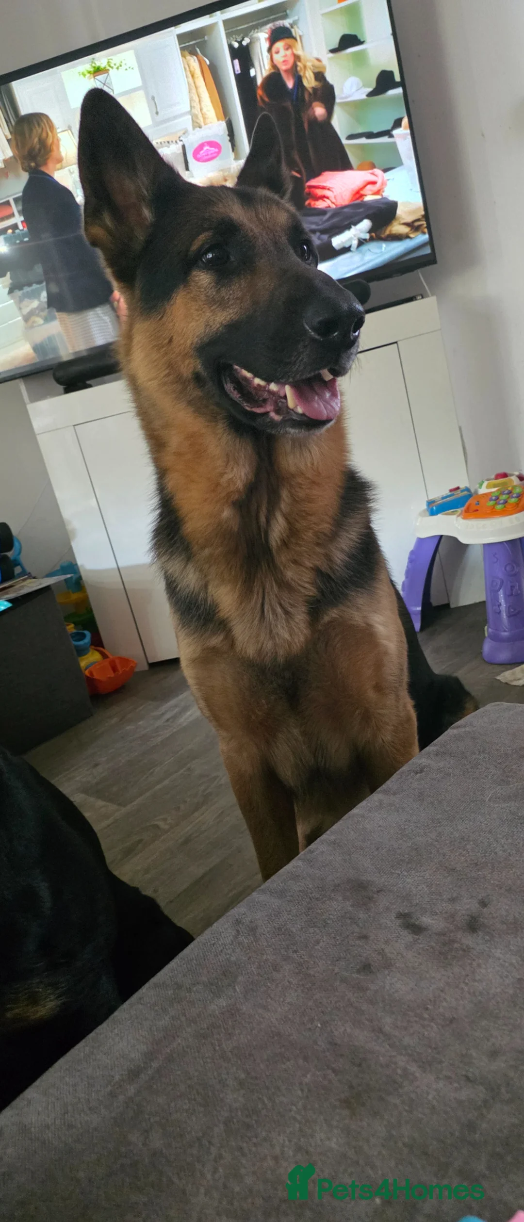 Mixed Breed dogs for sale: Beautiful rottweiler × german shepherd puppies  - Advert 27