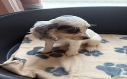 Cocker Spaniel dogs for sale: Cocker spaniel puppies  - Image 4