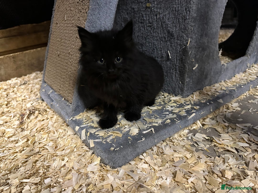 Mixed Breed cats for sale: Healthy farm kittens looking for forever homes - Image 1