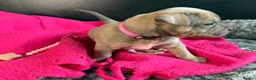 American Bull Staffy dogs for sale: American Bull Staff puppies looking for new homes! in Southampton - Advert 14