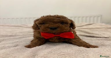 Cockapoo dogs Beautiful Cockapoo puppies last girl and last boy  - Advert 2