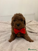 Cockapoo dogs Beautiful Cockapoo puppies last girl and last boy - Advert 2