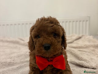 Cockapoo dogs Beautiful Cockapoo puppies last girl and last boy - Advert 2