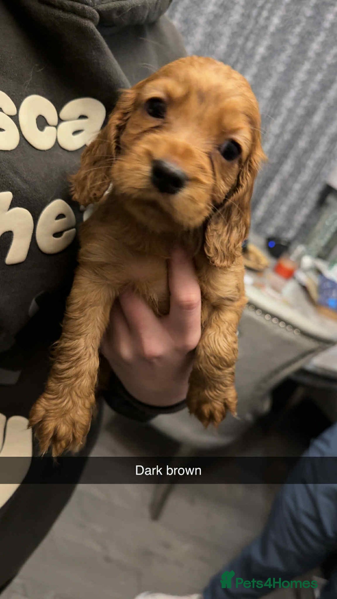 Cocker Spaniel dogs for sale: 5 th Generation Cocker Spaniel Pups/Ready to leave - Image 3