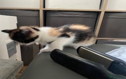 Mixed Breed cats for sale: 3 females - Image 9
