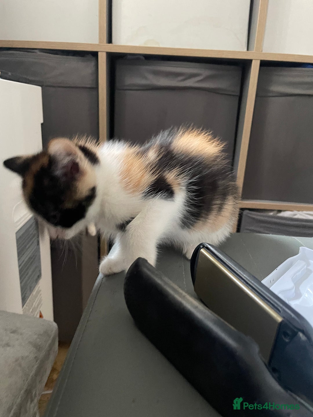 Mixed Breed cats for sale: 3 females - Image 9