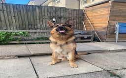 German Shepherd dogs for stud: German shepherd stud  - Image 4