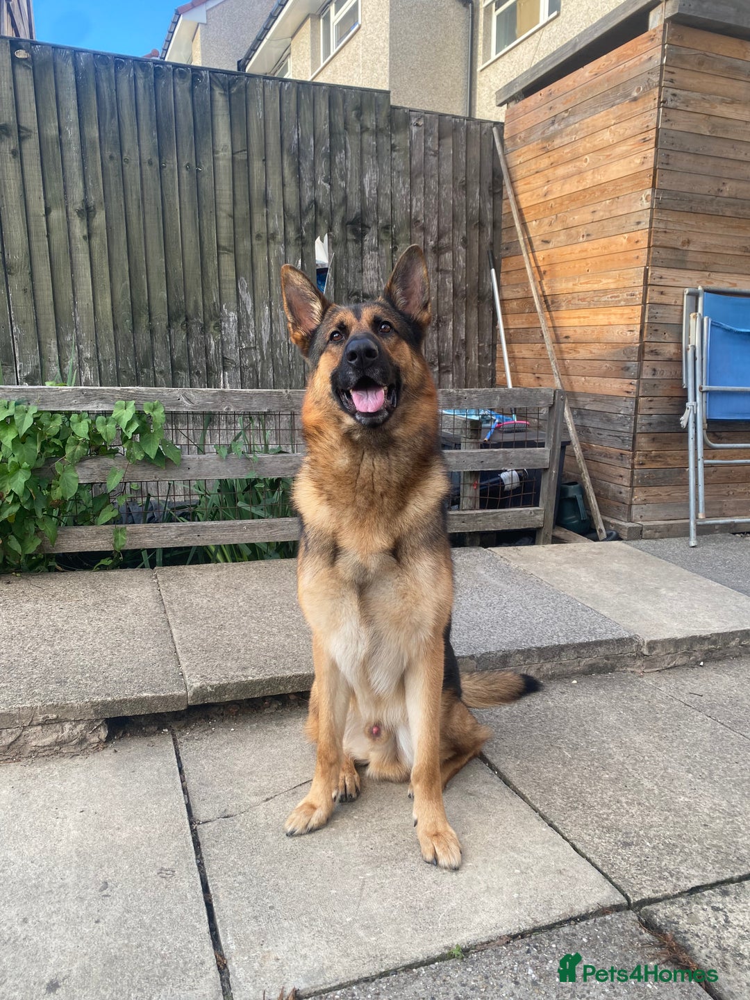German Shepherd dogs for stud: German shepherd stud  - Image 4