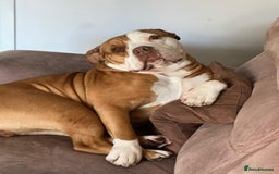 Olde English Bulldogge dogs for sale: READY NEXT WEEK! - OEB Puppies NEBBR ✅ 3rd Gen - Image 27