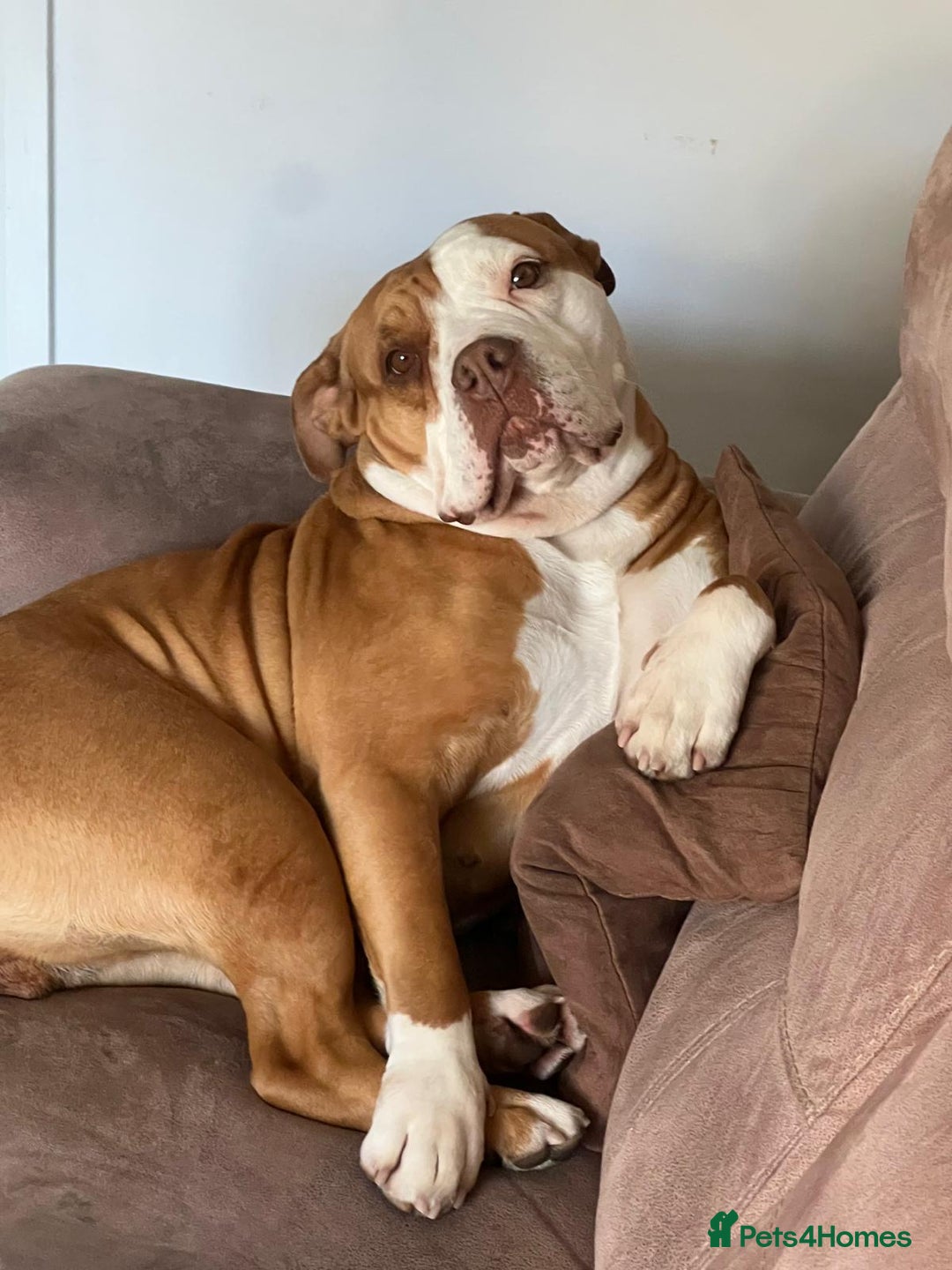 Olde English Bulldogge dogs for sale: READY NEXT WEEK! - OEB Puppies NEBBR ✅ 3rd Gen - Image 27