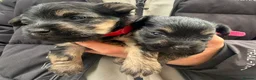 Yorkshire Terrier dogs for sale: Beautiful Yorkshire Terrier Puppies  in Salford - Advert 2