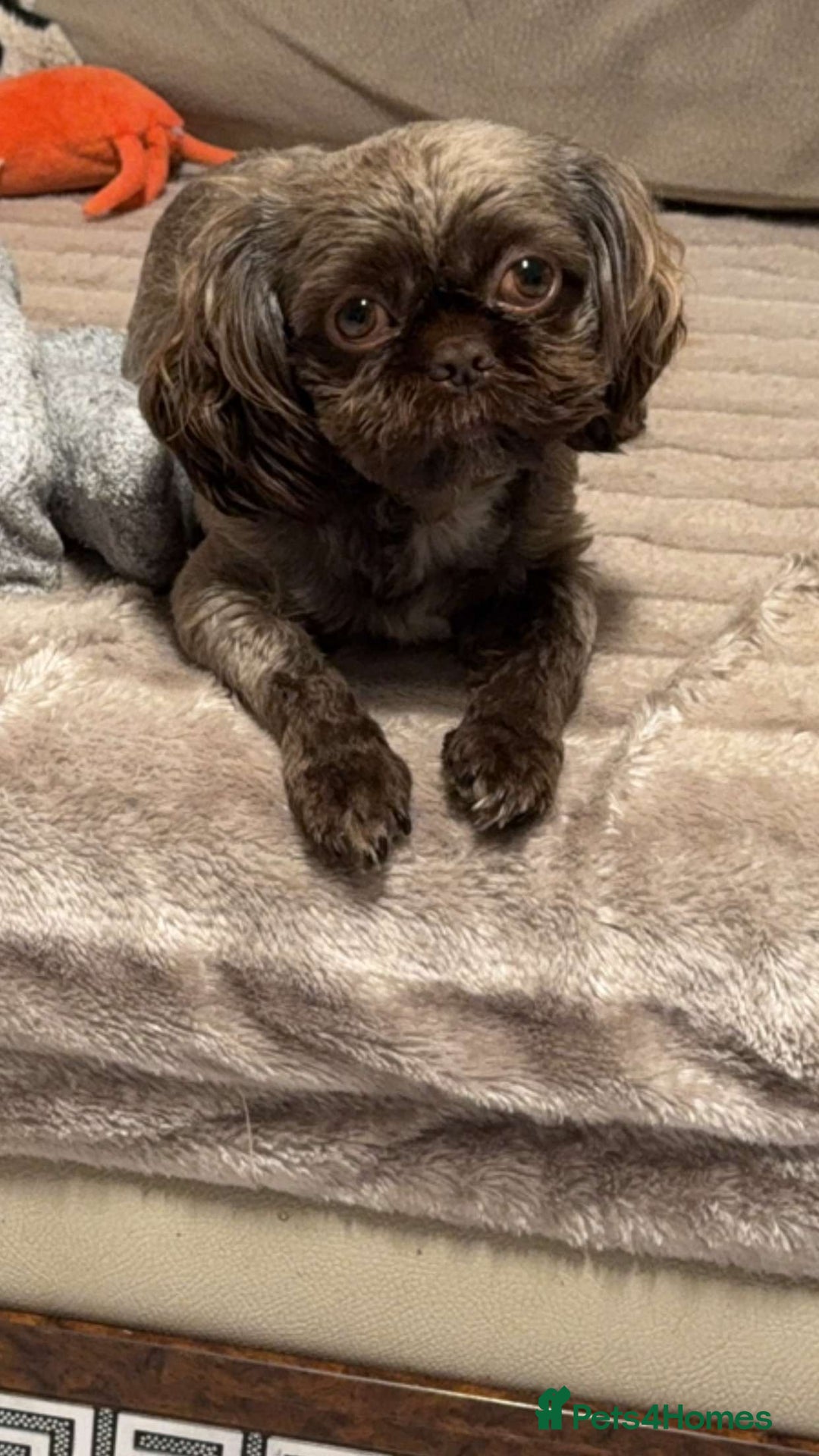 Shih Tzu dogs for stud: KC Shih Tzu Stud – Rare Chocolate/Lavender Coat - Advert 6