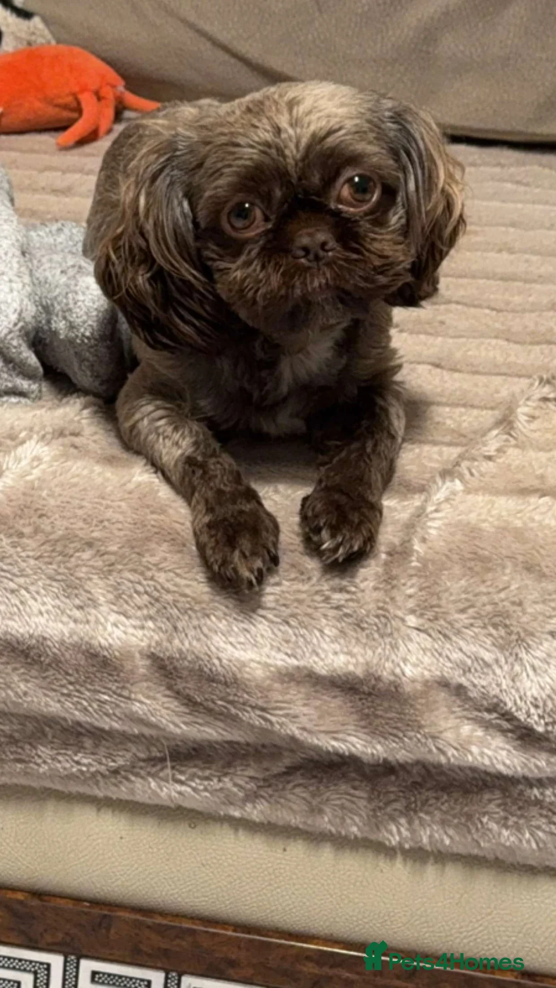 Shih Tzu dogs for stud: KC Shih Tzu Stud – Rare Chocolate/Lavender Coat - Advert 6