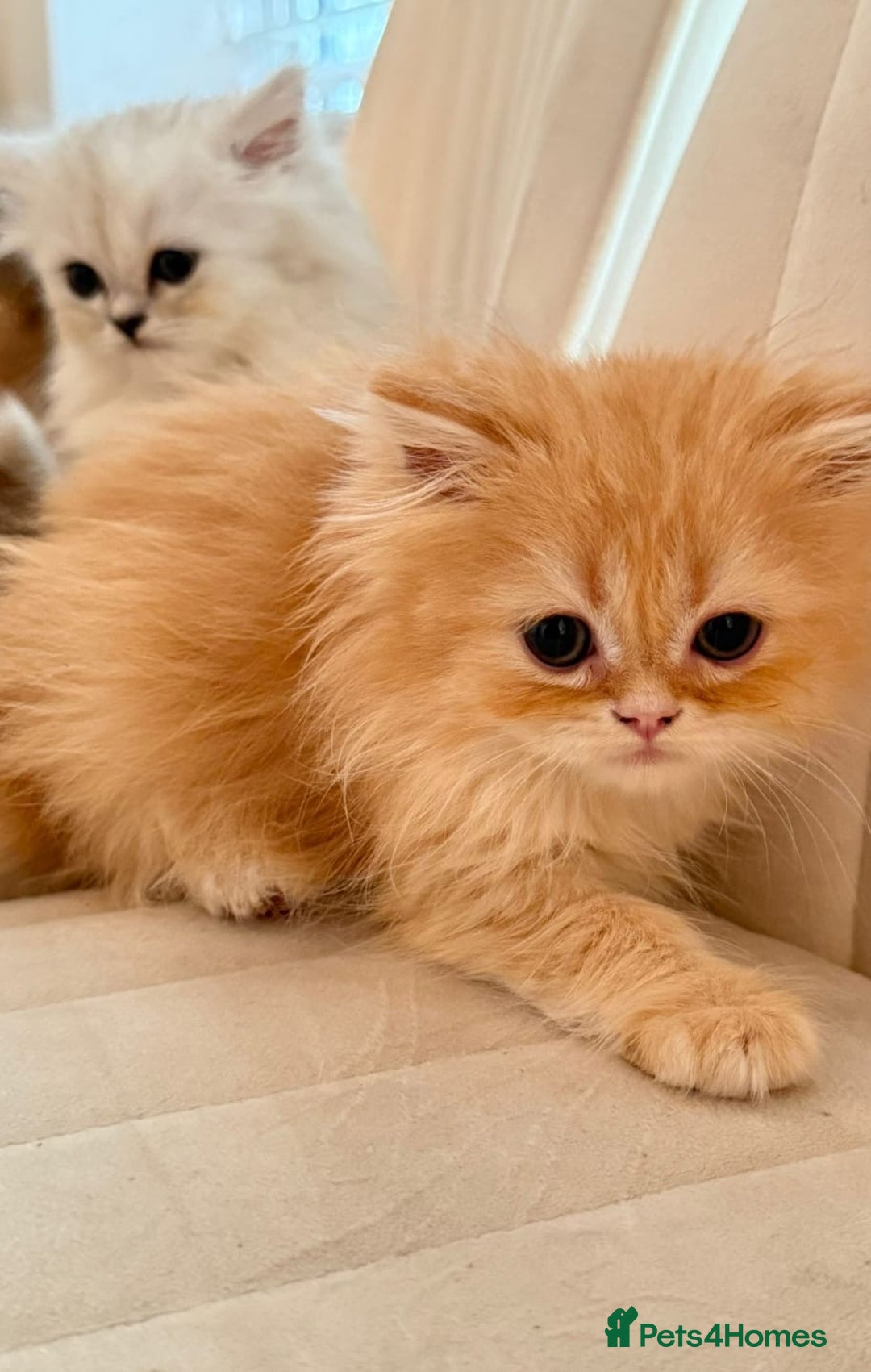 Persian cats for sale: Adorable Persian Kittens  - Image 8