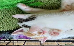 British Shorthair cats for sale: 3 beautiful British Shorthair Kittens  - Image 10