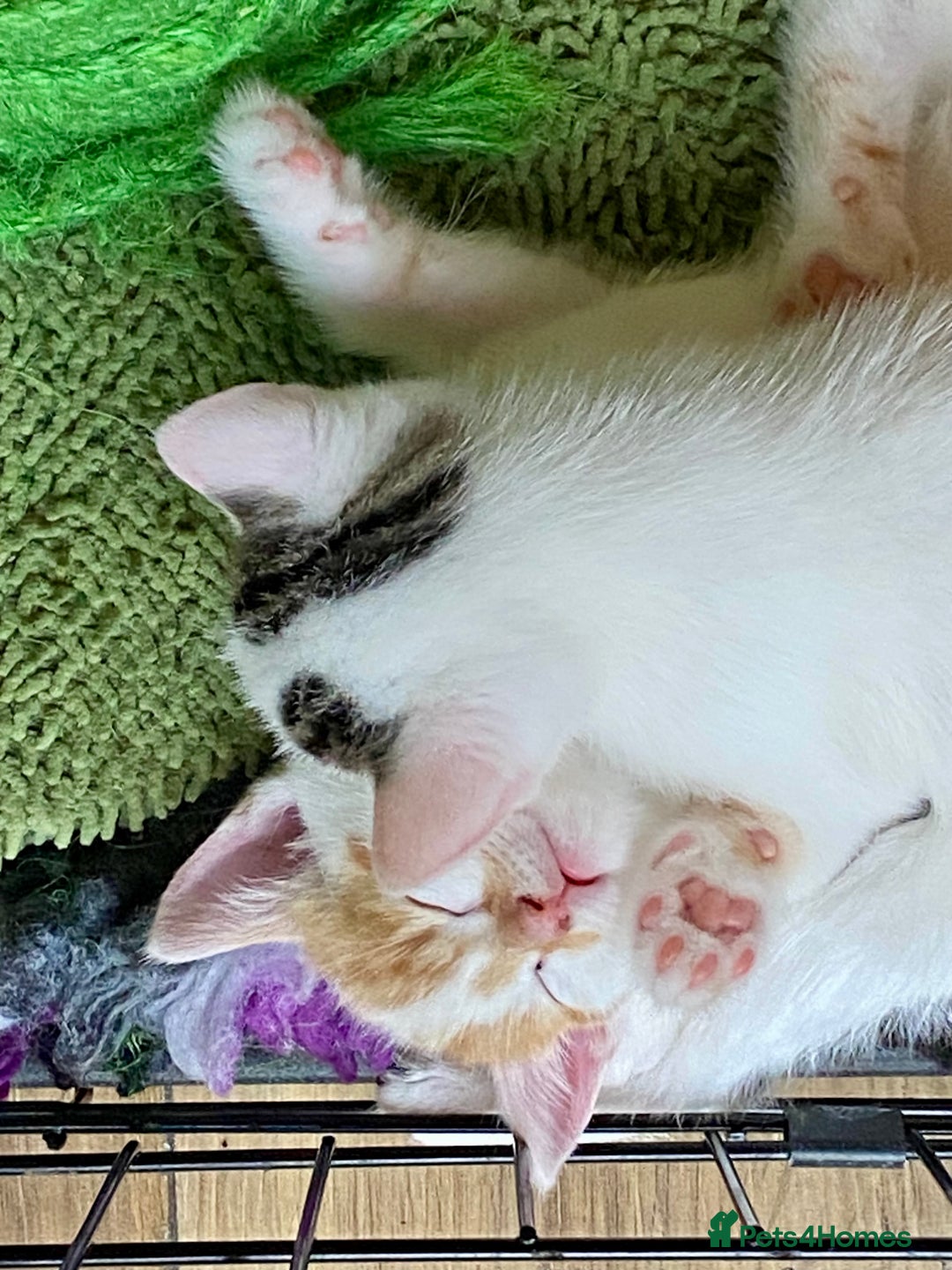British Shorthair cats for sale: 3 beautiful British Shorthair Kittens  - Image 10